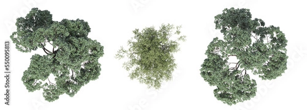 Fototapeta tree top view, isolate on a transparent background, 3d illustration