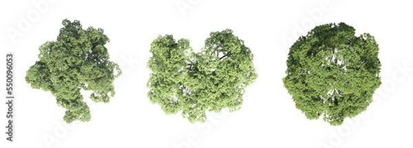 Fototapeta tree top view, isolate on a transparent background, 3d illustration