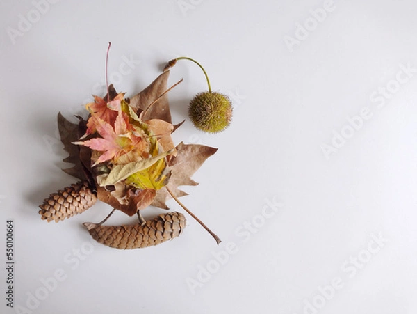 Fototapeta Autumn dry leaves on white background. Top view. Still life. Mock up, flat lay