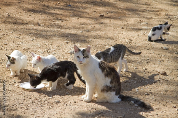 Fototapeta portrait of a cat colony