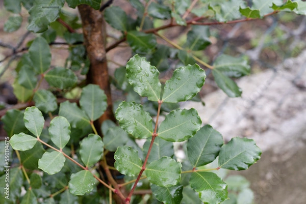 Fototapeta carob tree leaf