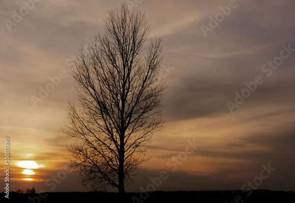 Obraz sunset in the forest