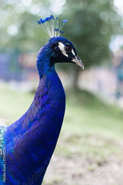 Obraz peacock photo portrait in nature