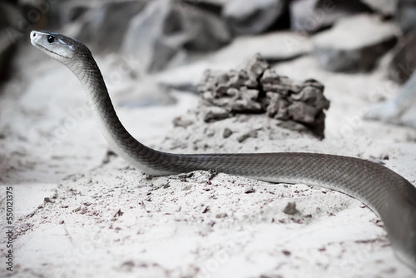 Obraz the long black mamba snake