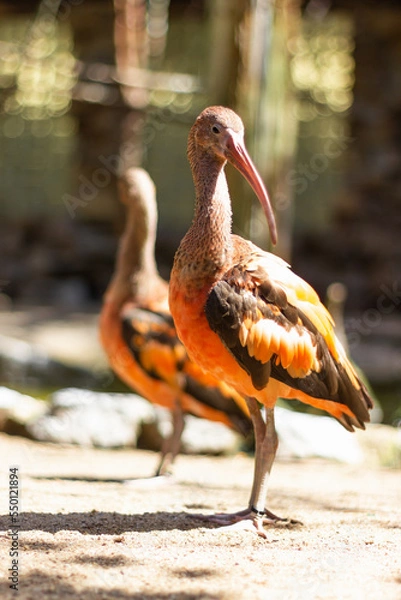 Obraz orange feather bow beak bird