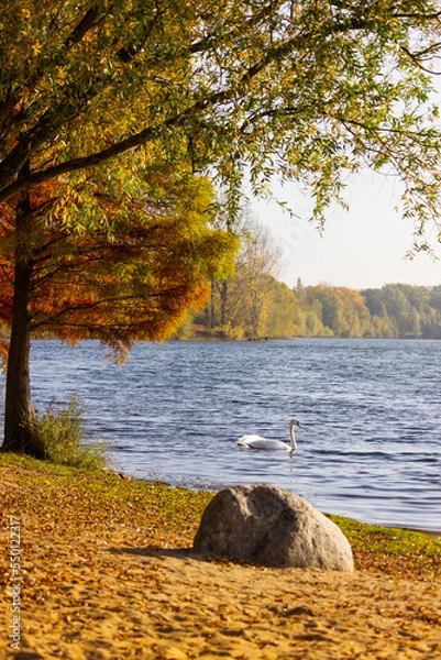 Obraz autumn nature landscape with schwan