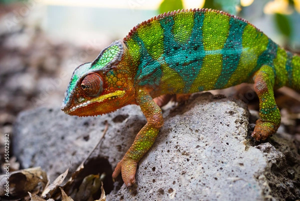 Obraz chameeon with face on body