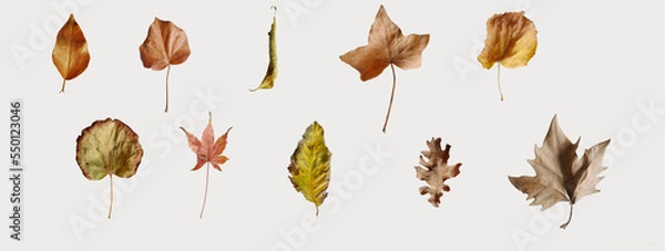Fototapeta Dry multicolored leaves isolated on white background. Top view.  Autumn concept. Mock up, flat lay, copy space, banner