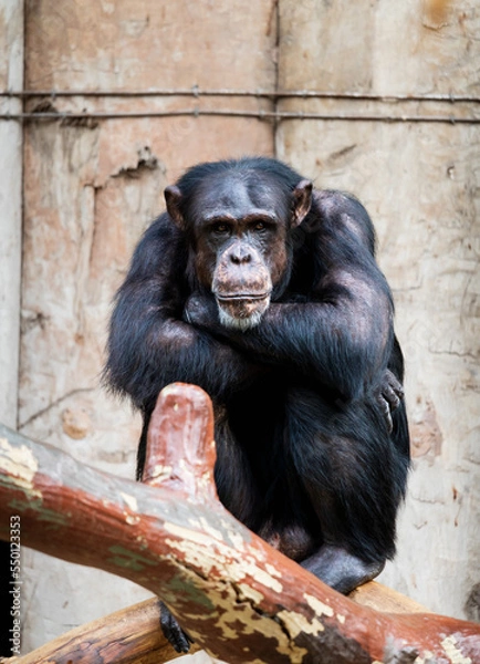 Obraz chimpanzee sits chilled on tree