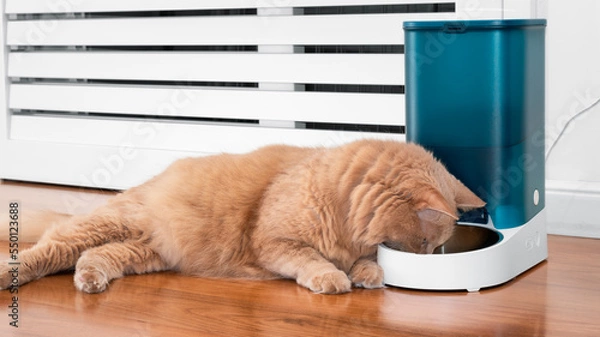 Fototapeta Lazy and curious cat smelling the food bowl. Adorable cat learning to use automatic dry food dispenser. Cute cat eating from bowl while lying down.