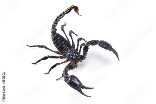 Obraz Scorpion