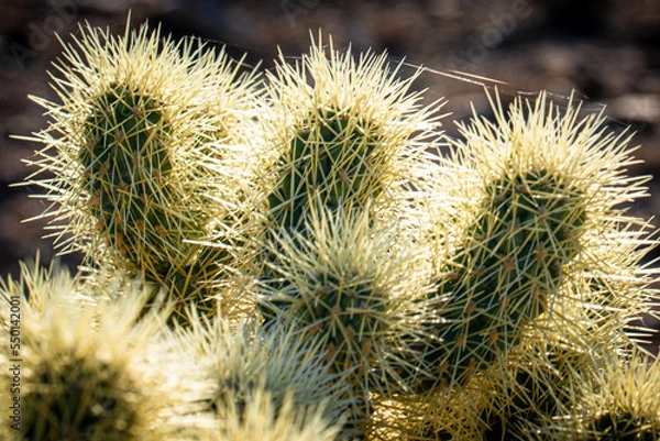 Obraz cactus close up