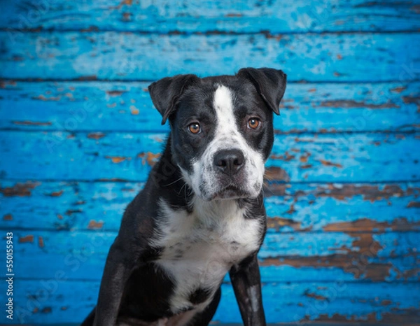 Fototapeta Cute photo of a dog in a studio shot on an isolated background