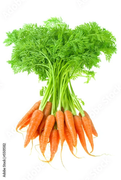 Obraz Carrot