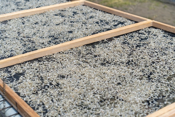 Fototapeta しらす干し