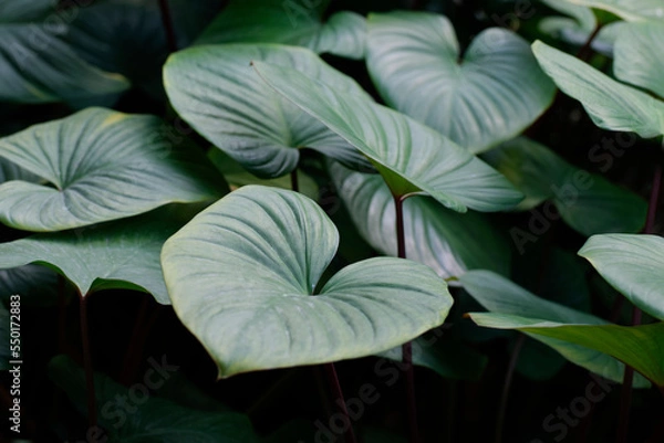 Fototapeta green walpaper