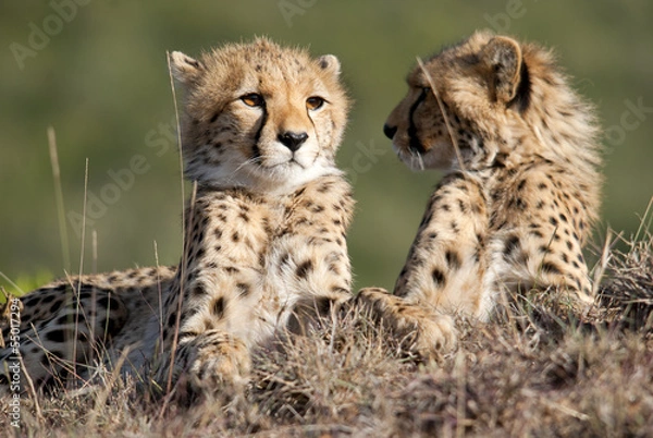 Obraz Bracia Cheetah