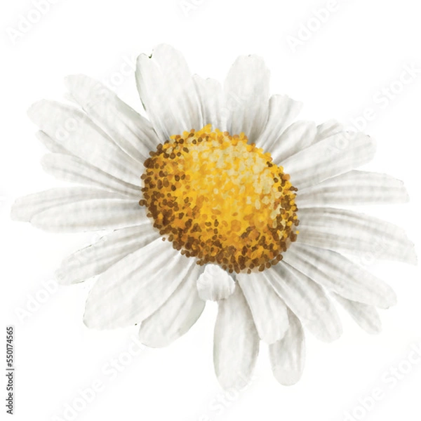 Obraz Cute Daisy Watercolor