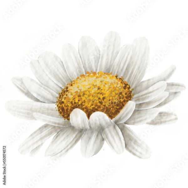 Obraz Cute Daisy Watercolor
