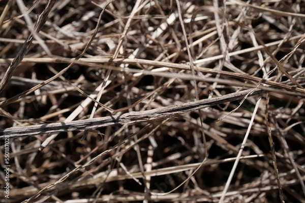Fototapeta カサカサに枯れた雑草