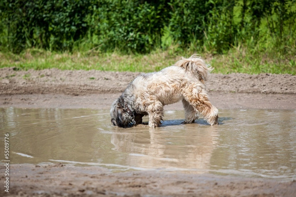 Fototapeta Dog Puddle