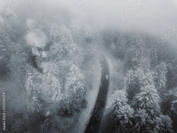 Obraz snow covered trees