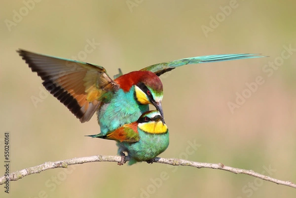 Obraz bee eater bird
