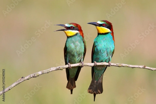 Obraz European Bee eater 
