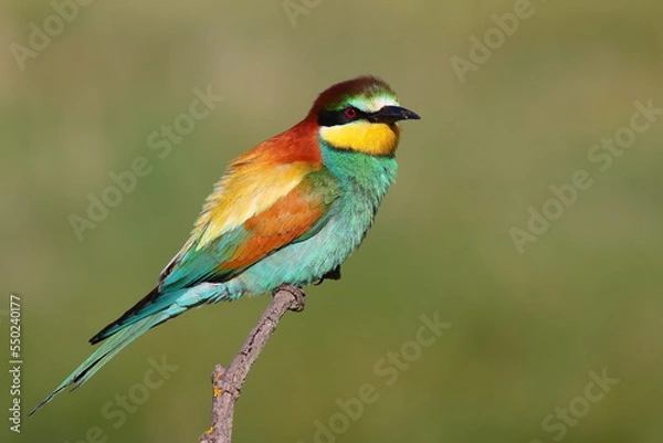 Obraz European Bee eater