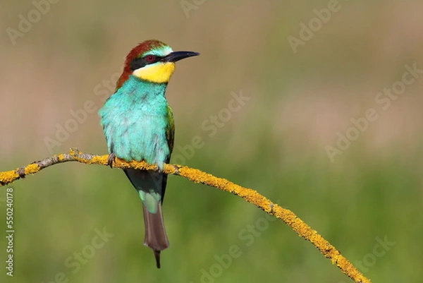 Obraz bee eater bird