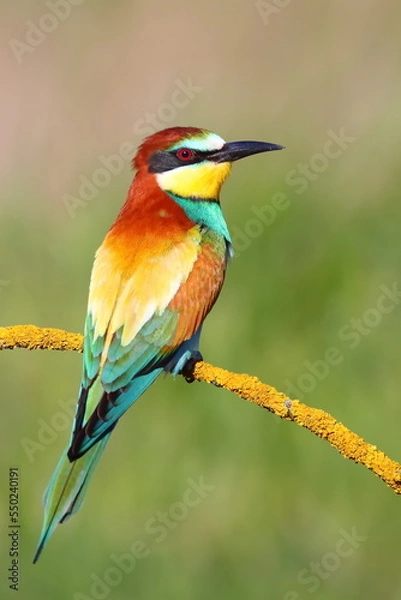 Obraz European Bee eater