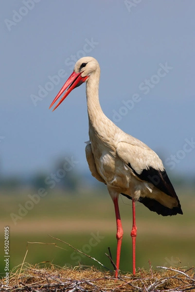 Obraz White Stork