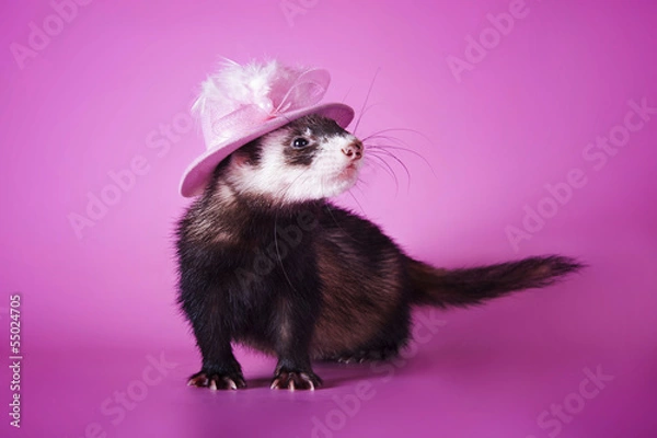 Obraz hilarious ferret