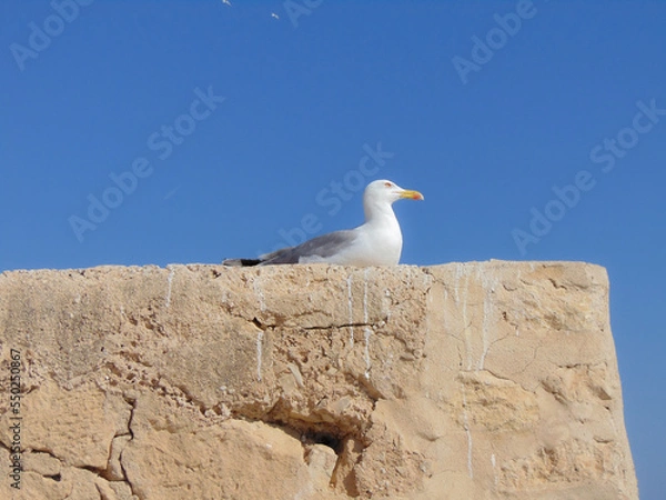 Obraz seagull on rock