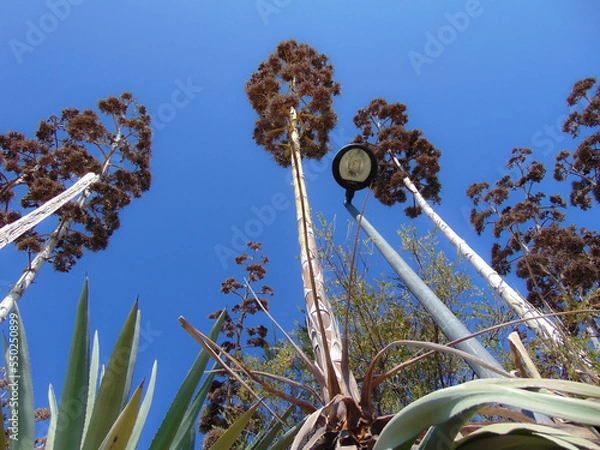 Obraz lamp on a tree