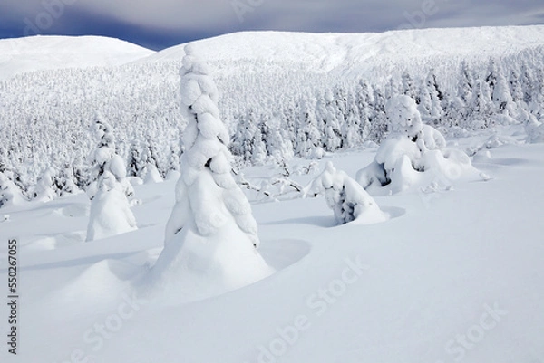 Obraz 樹氷　スノーモンスター