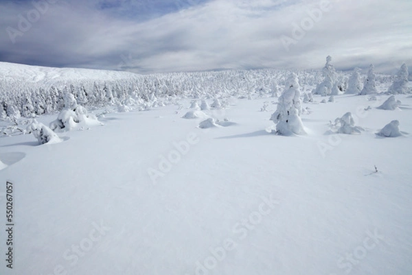Obraz 樹氷　スノーモンスター