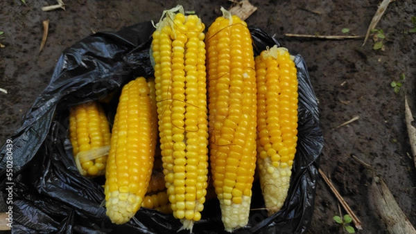 Obraz corn on the cob