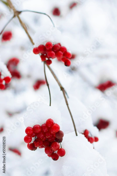 Fototapeta clusters of viburnum berries covered with a thick layer of snow. winter mobile background
