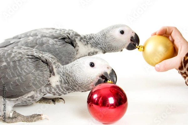Obraz baby parrots playing with christmas balls