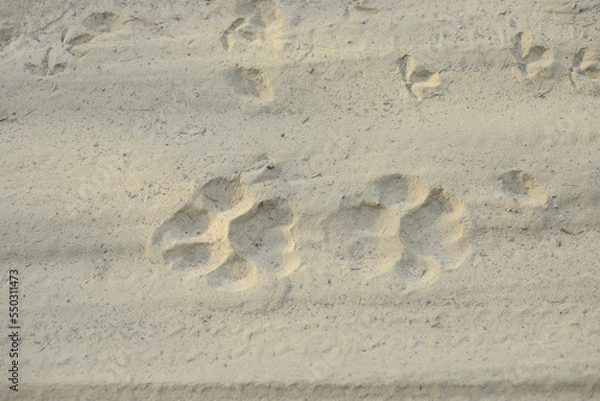 Obraz Tiger pug marks in the morning on a sandy road trail on a safari in Asia