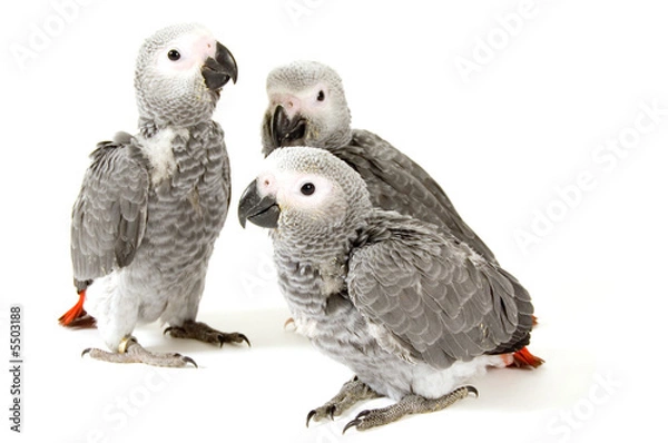 Fototapeta 3 baby parrots isolated on white