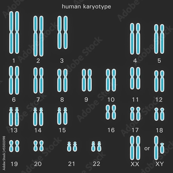 Obraz Normal human karyotype