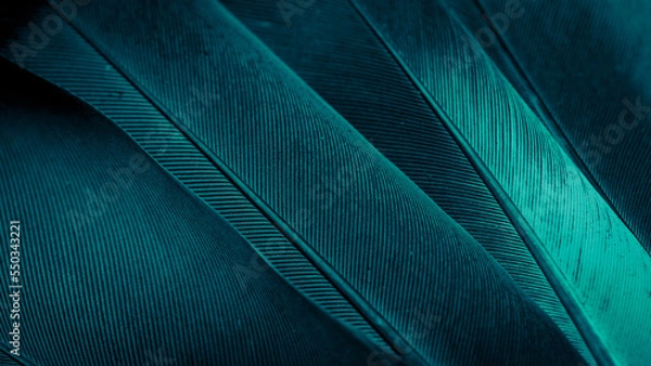 Obraz blue feather pigeon macro photo. texture or background
