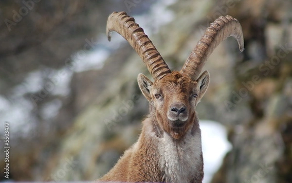 Obraz portrait de bouquetin