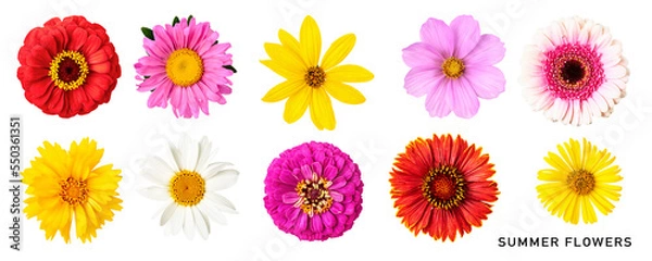Obraz Summer daisy flowers set. PNG with transparent background. Flat lay. Without shadow.