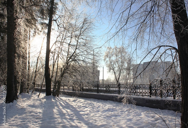 Obraz snow-covered trees in the city park on a winter sunny day