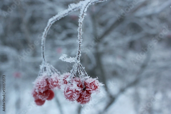 Fototapeta rowan berries covered with fresh ice and snow close-up in winter