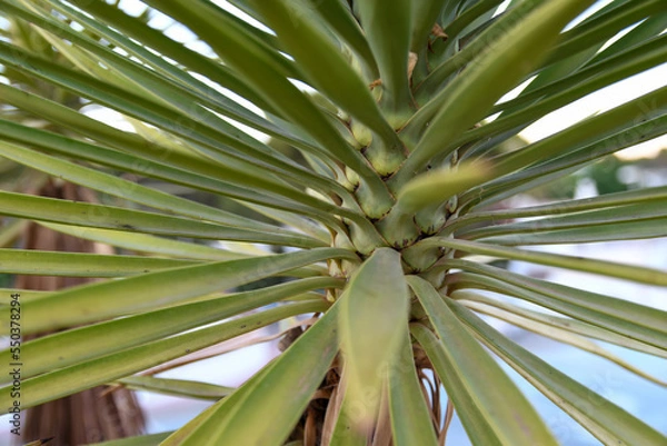 Obraz Palm Tree Close-up