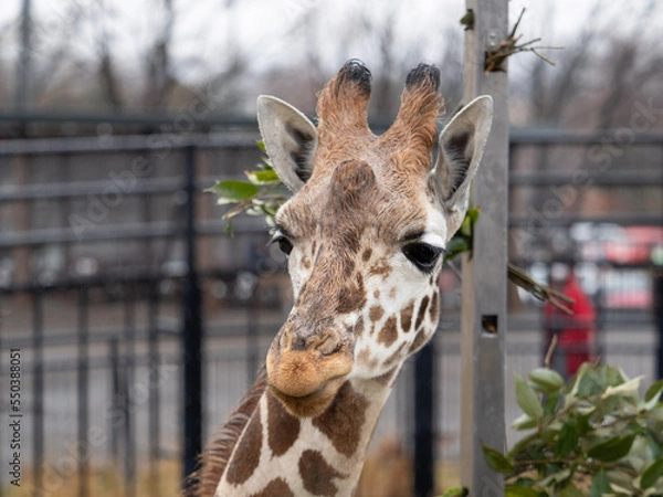 Fototapeta giraffe in the zoo